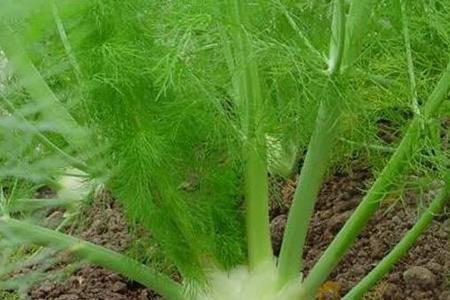 北京8月能种茴香吗