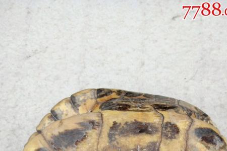 龟壳标本如何保存
