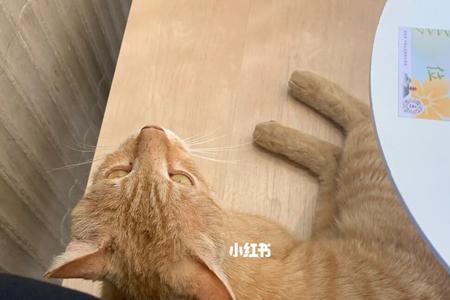 男人为什么喜欢小野猫