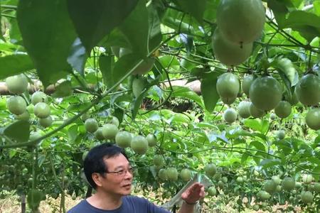 维生素b6在百香果种植有什么作用