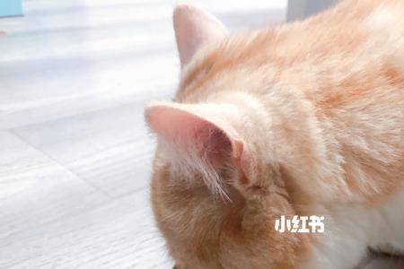 猫不吃猫罐头什么原因