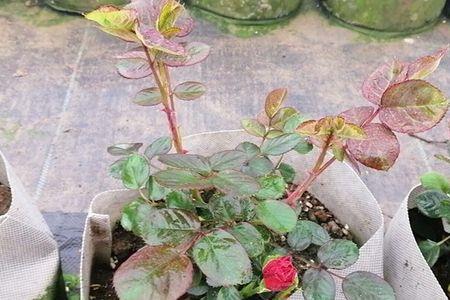 拉伯雷月季叫红苹果吗