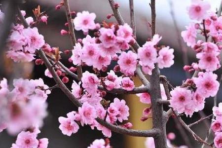 梅花树夏天长什么样