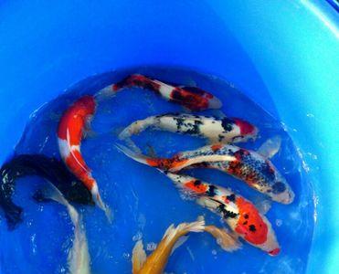 锦鲤休息时间