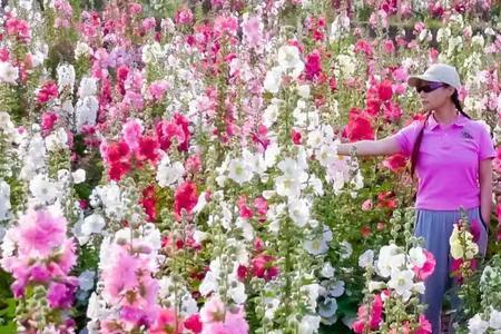 金堂芙蓉花海门票