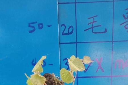野葡萄盆景如何当年结果