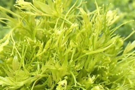 哪些植物含酮比较多