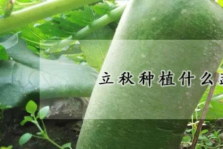 立秋过后种绿萝卜是不是长不大