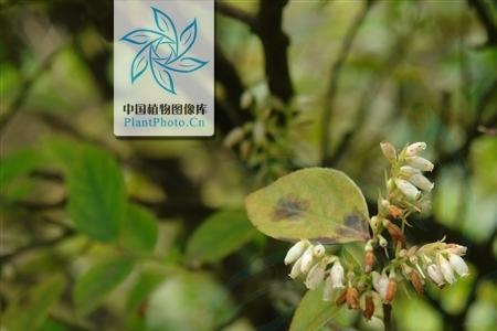 小叶南烛和大叶南烛区别