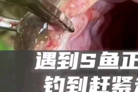 鱼死正口收竿走人啥意思