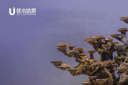 鱼缸造景榕树藤处理方法
