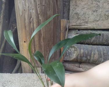 野生兔耳兰生长环境
