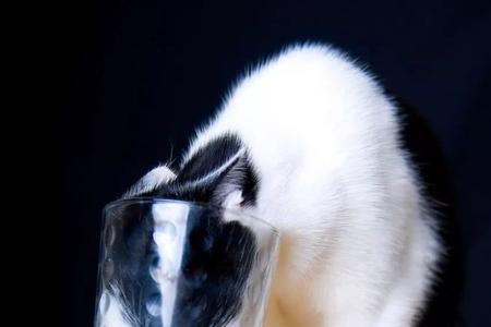 猫能喝温奶么