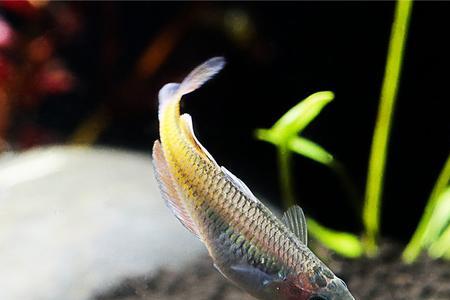 电光美人能长多大