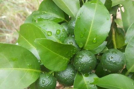 7月底柑橘可以喷施乙菱素吗