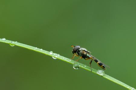 露水闪电是什么原因
