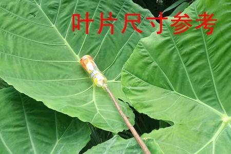 大野芋怎么分株
