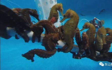 想养殖海马去哪里买种苗