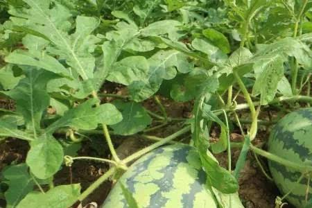 青龙菜瓜种植方法全过程
