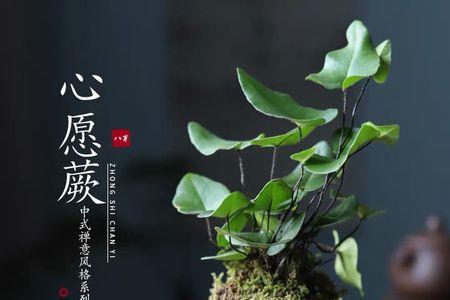 绿云蕨怎么养