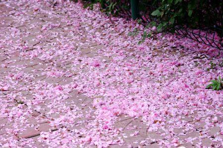 花开看花落什么意思