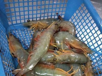 海虾贵还是明虾贵