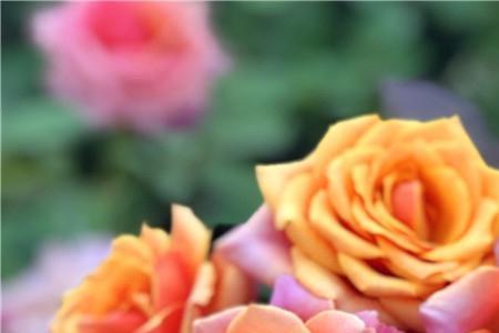 贝壳月季花和洛丽塔优点和缺点