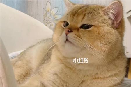 头真大是什么意思