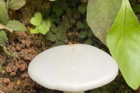 蘑菇里有小白虫熟了能吃吗