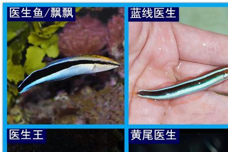 黄尾鱼是海鱼还是淡水鱼