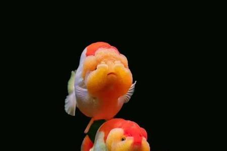 兰寿金鱼不挤卵会怎样