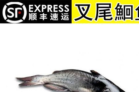 叉尾鮰鱼特色