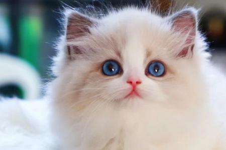 宠物猫可以吃参吗