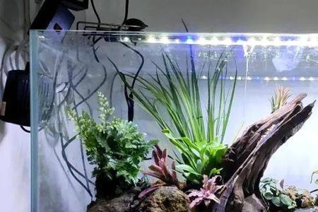 水陆缸水苔铺多厚