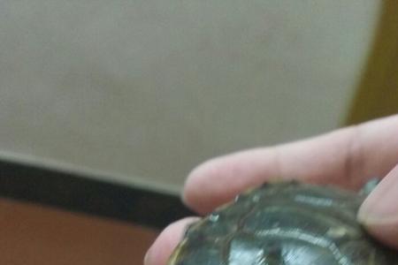 乌龟壳干了怎么用