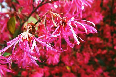 菊花和红花檵木的不同点