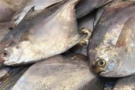 海钓很多小扁鱼是什么鱼