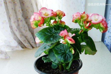 丽格海棠适合南方还是北方