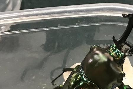 为什么甲虫不会翻身