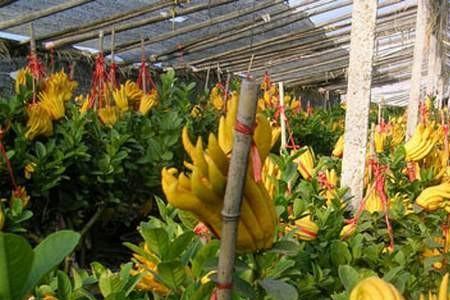 山东可以室外种植佛手柑吗