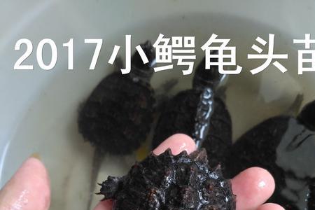 北美鳄龟原产地环境