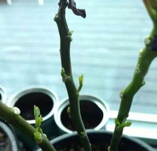 植物夏季休眠期一般几月