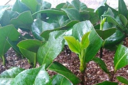 扦插茶花农历几月份最好