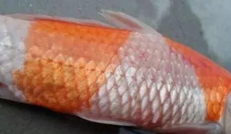 冷水鱼炸鳞是什么原因