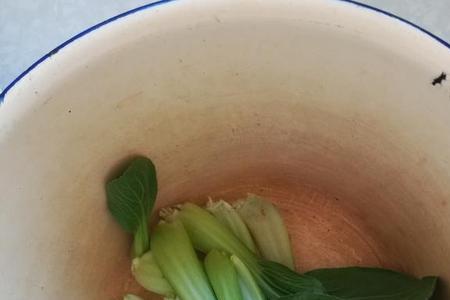 奶油菜和油菜区别