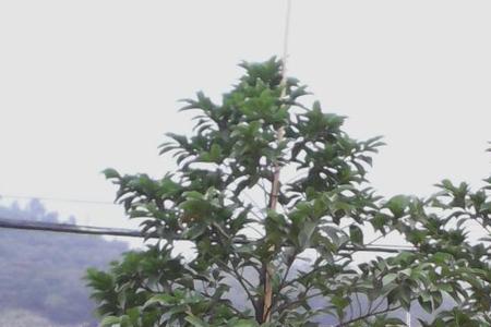 桂木可以盆栽吗