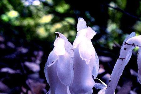 粉水晶花语