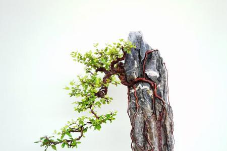 抱石盆景适合哪些植物