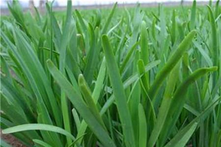大面积韭菜种植最新方法