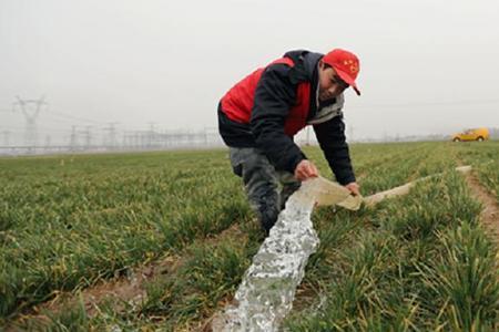 沙壤地种小麦什么品种适合